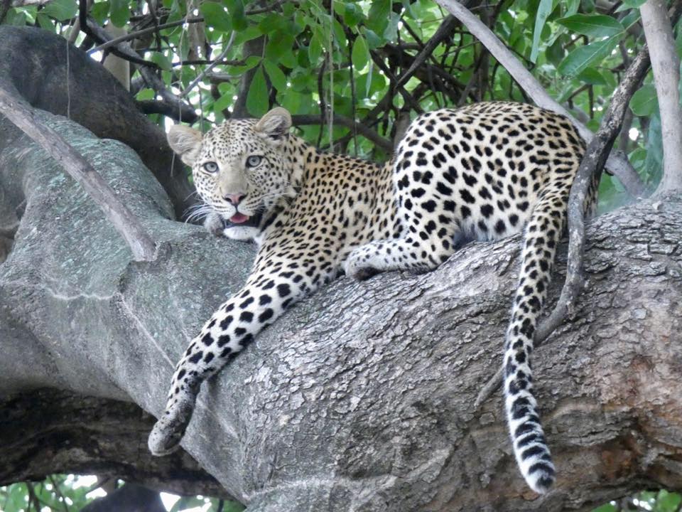 Image of a Leopard resting in a tree