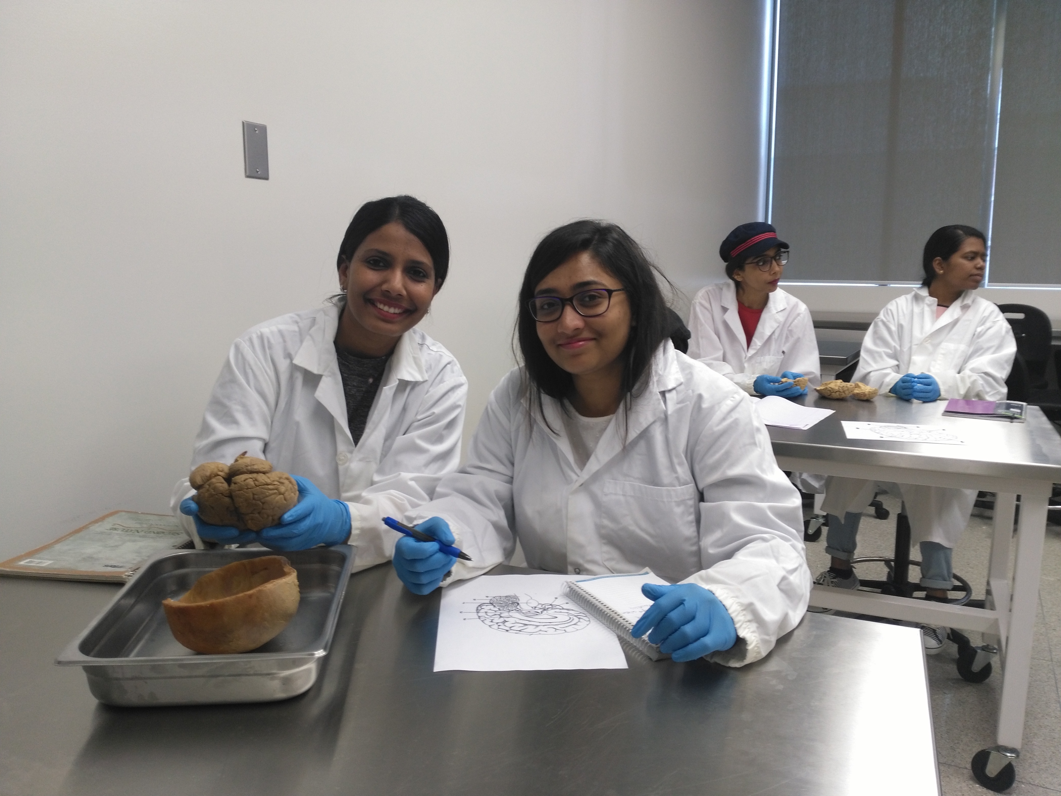Identifying parts of the human brain at the Human Anatomy Lab of Schulich School of Medicine & Dentistry - Windsor Campus (June 27, 2019)