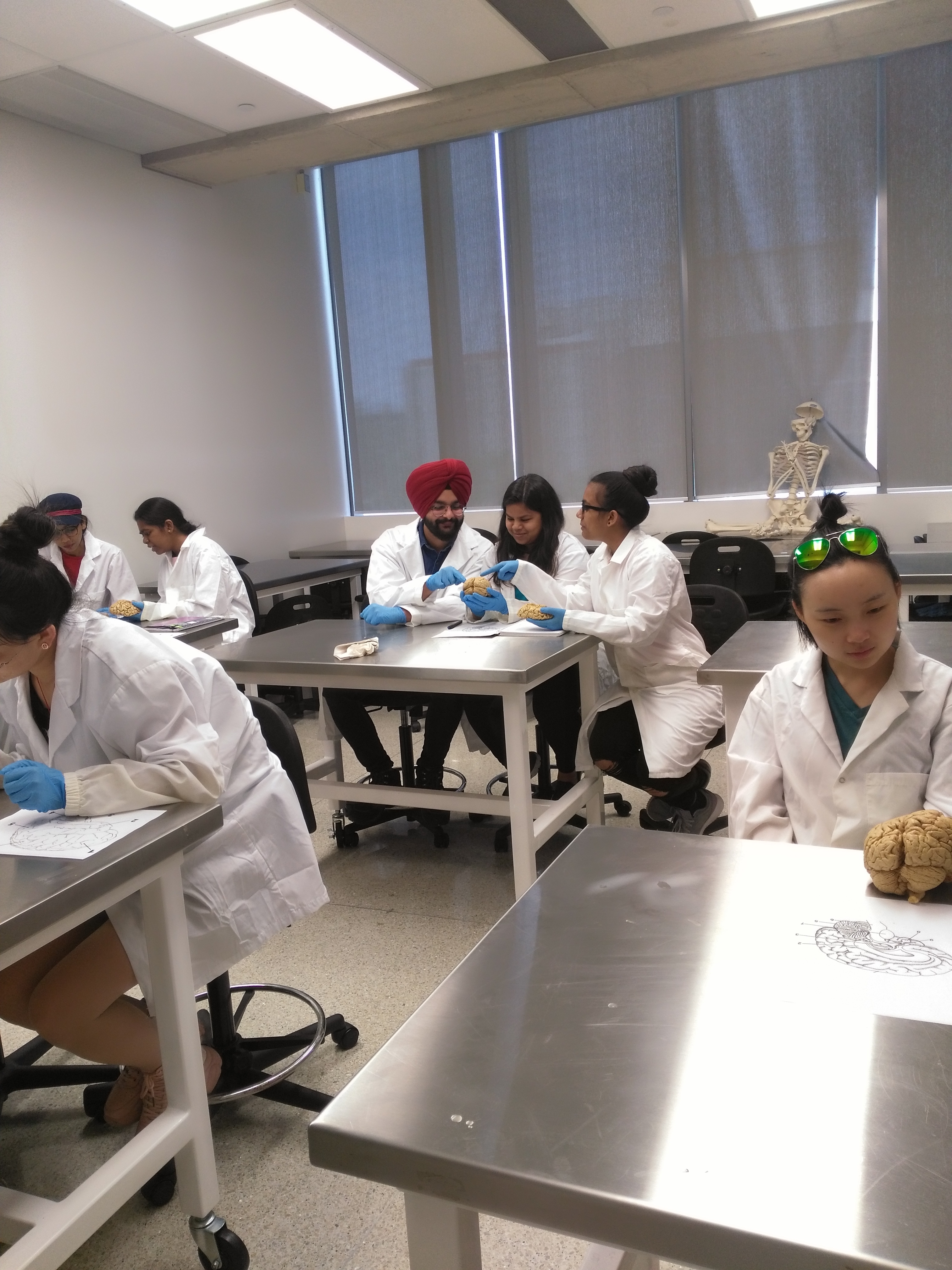 MMB students correlating parts of the brain with its functions at the Human Anatomy Lab of Schulich School of Medicine & Dentistry - Windsor Campus (June 27, 2019