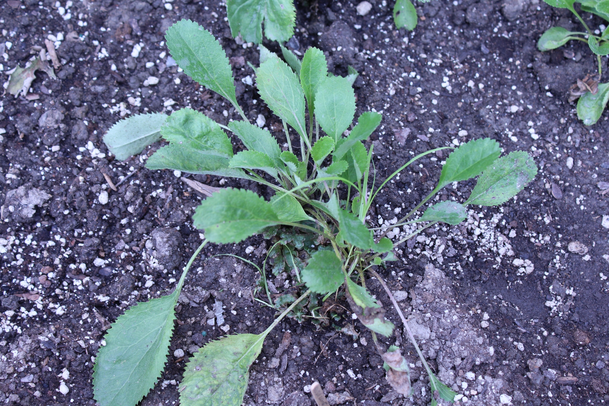 Balsam ragwort plant