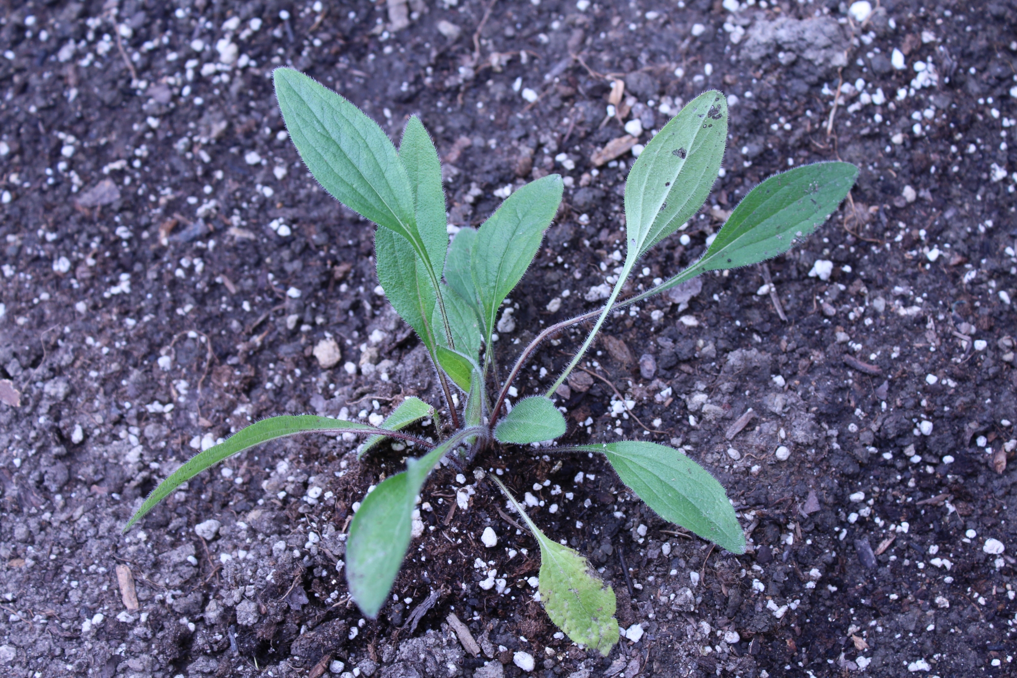 Black eyed Susan plant