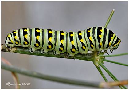 black swallowtail