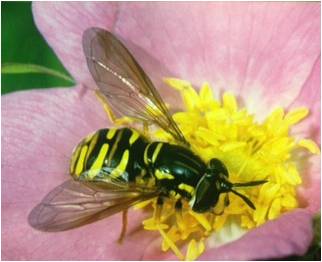 hover fly