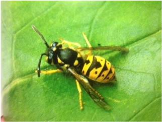 yellow jacket