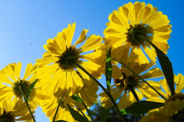 yellow summer flowers