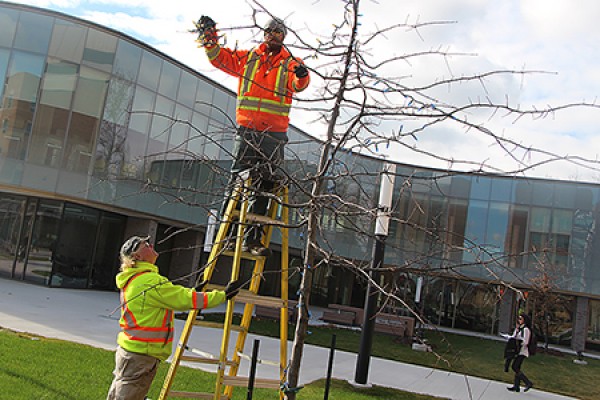 Liz Loeffler and Aaron Dickau decorating trees