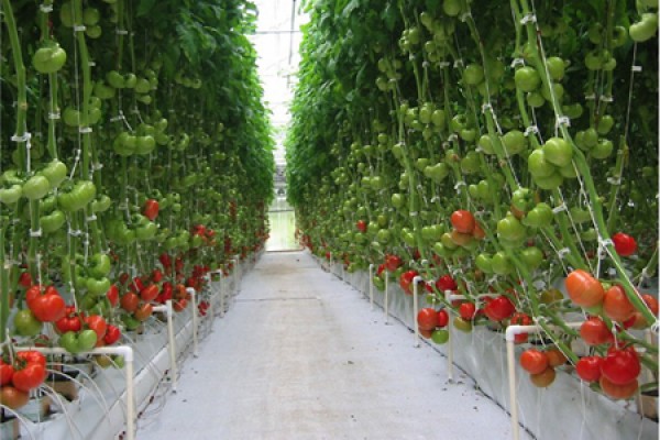 greenhouse growing tomatoes