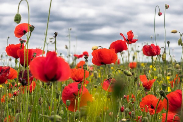 field of blooming poppies