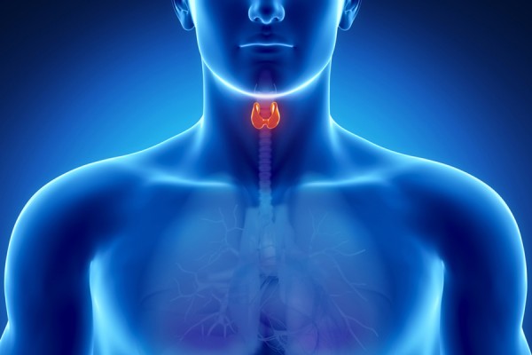 thyroid gland