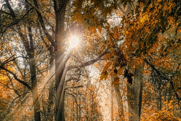 journal cover: sun shining through forest canopy