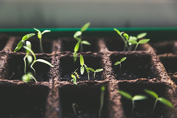 seedlings sprouting in tray