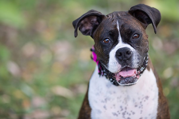 a happy friendly dog