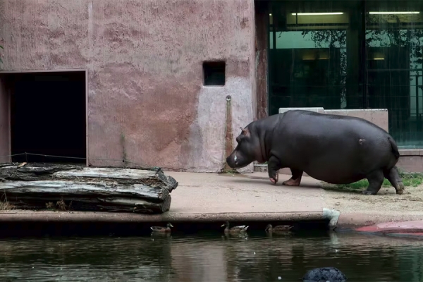 Hippo at the Antwerp Zoo