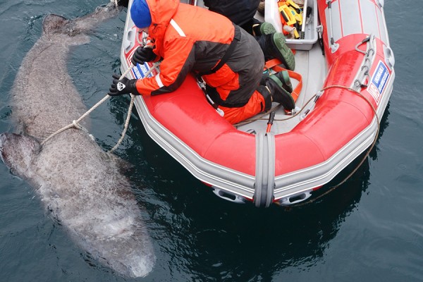 researchers tagging sharks from dinghy