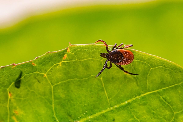 Tick on a leaf