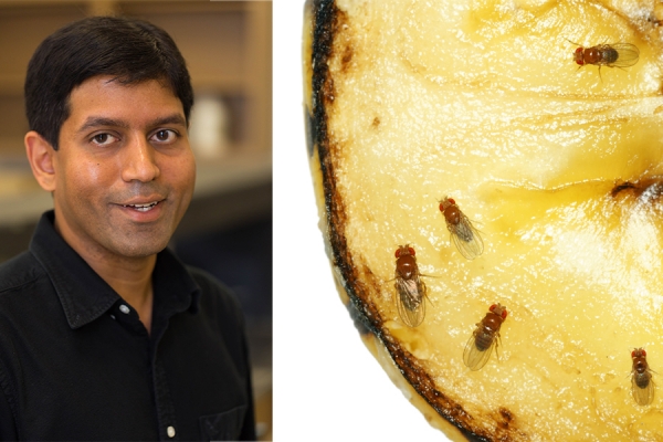 Photo of Dr. Jeffrey Dason and closeup photo of fruit flies on a banana.