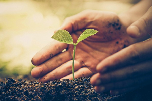 hands nurturing seedling