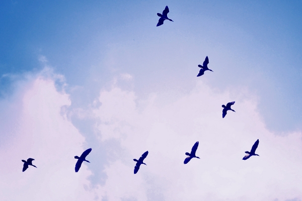 geese flying in V formation