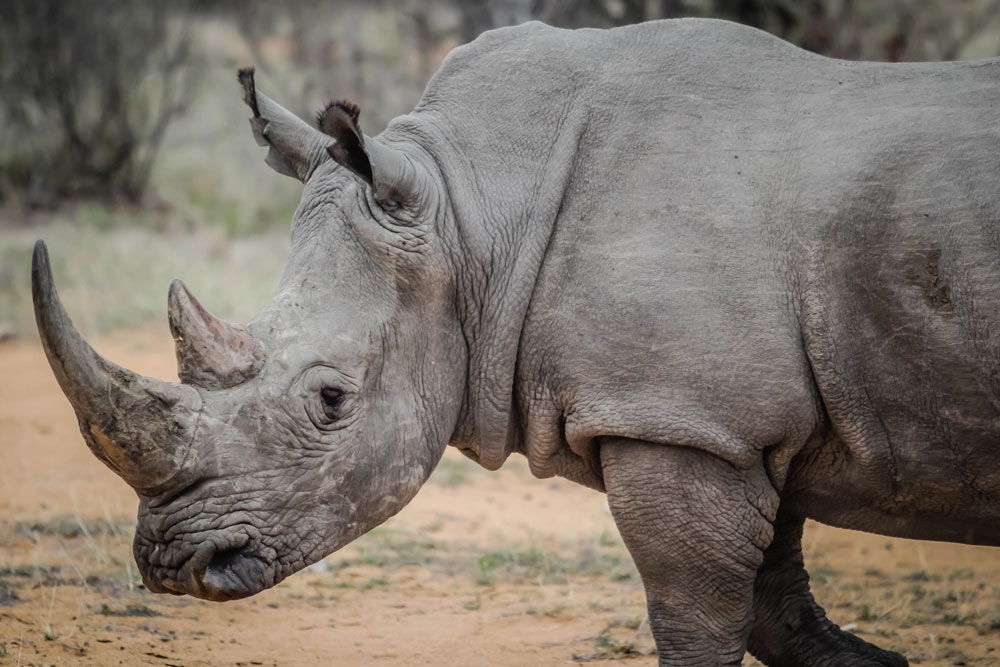 UWindsor students confront illegal trade in rhino horn DailyNews