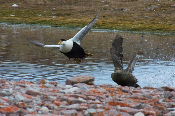 eider duck lifting off from water