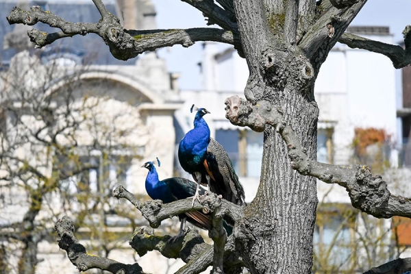 peacocks perched in urban tree