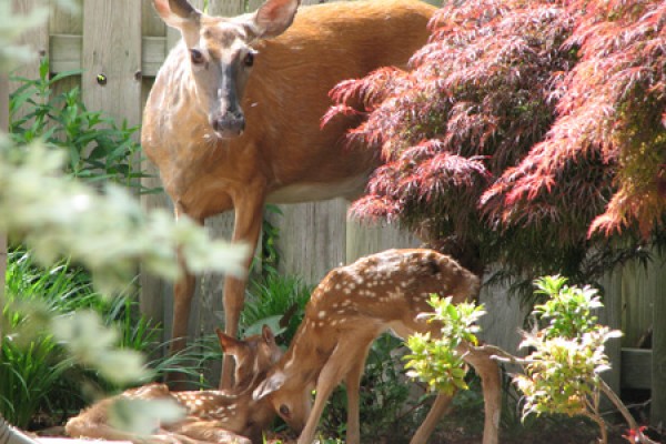 Prof Shares Miracle Of Deer Birth | DailyNews