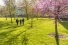 students crossing green lawn under trees in blossom