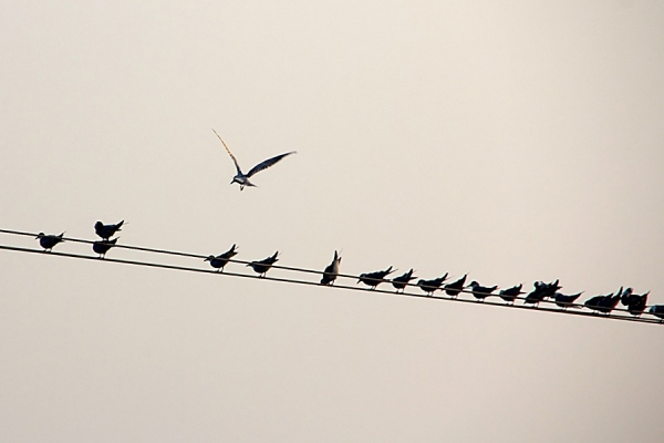 Birds on a wire