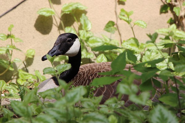 Lucy the goose