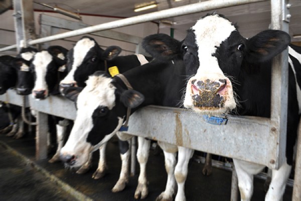 cows in barn