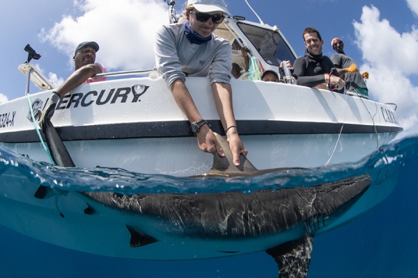 Doctoral student Danielle Orrell leaning over boat to grab fish