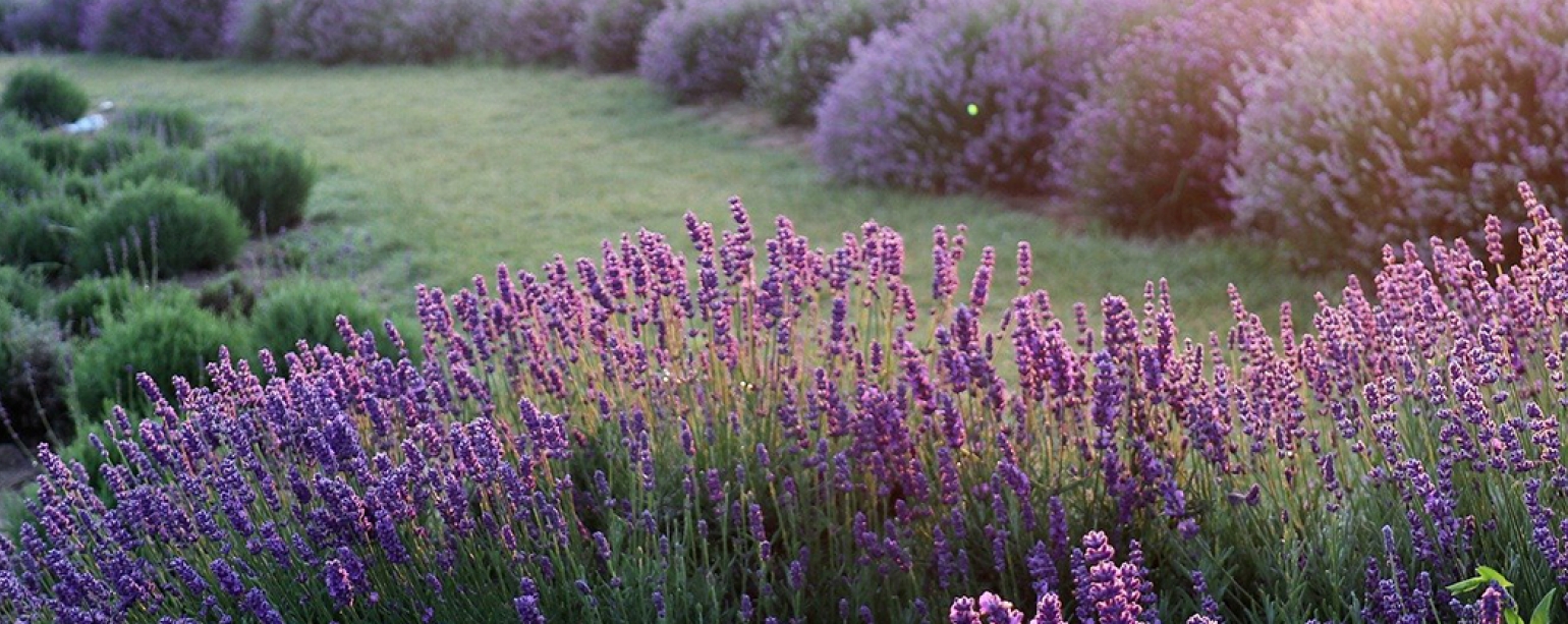 Lavender bushes in bloom