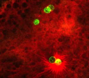 Swan Lab, drosophila microscope image