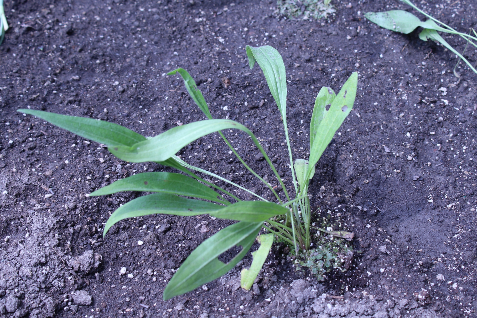 Pale coneflower plant