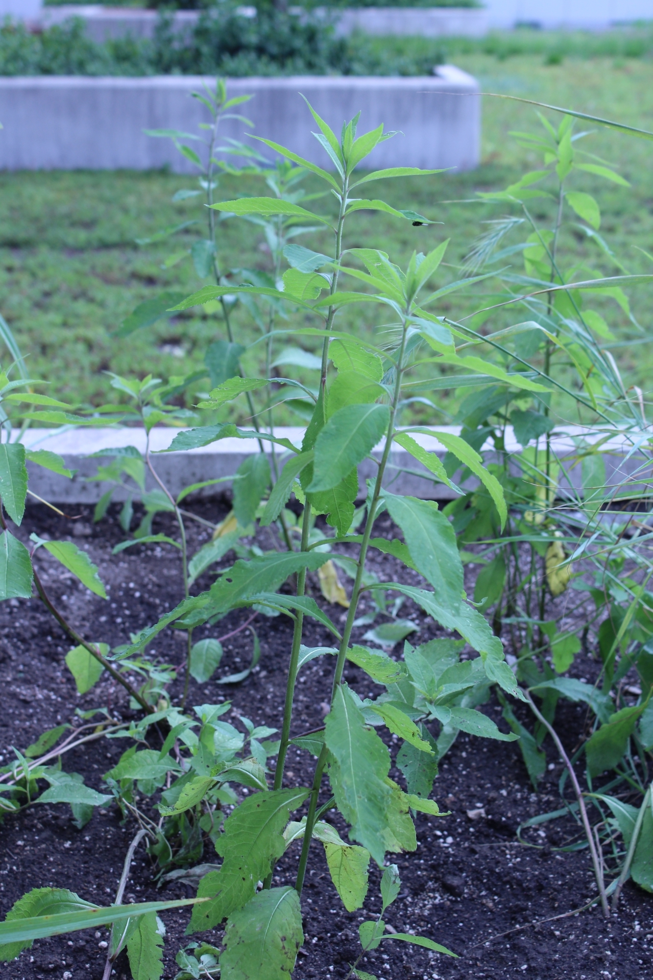 Missouri ironweed plant