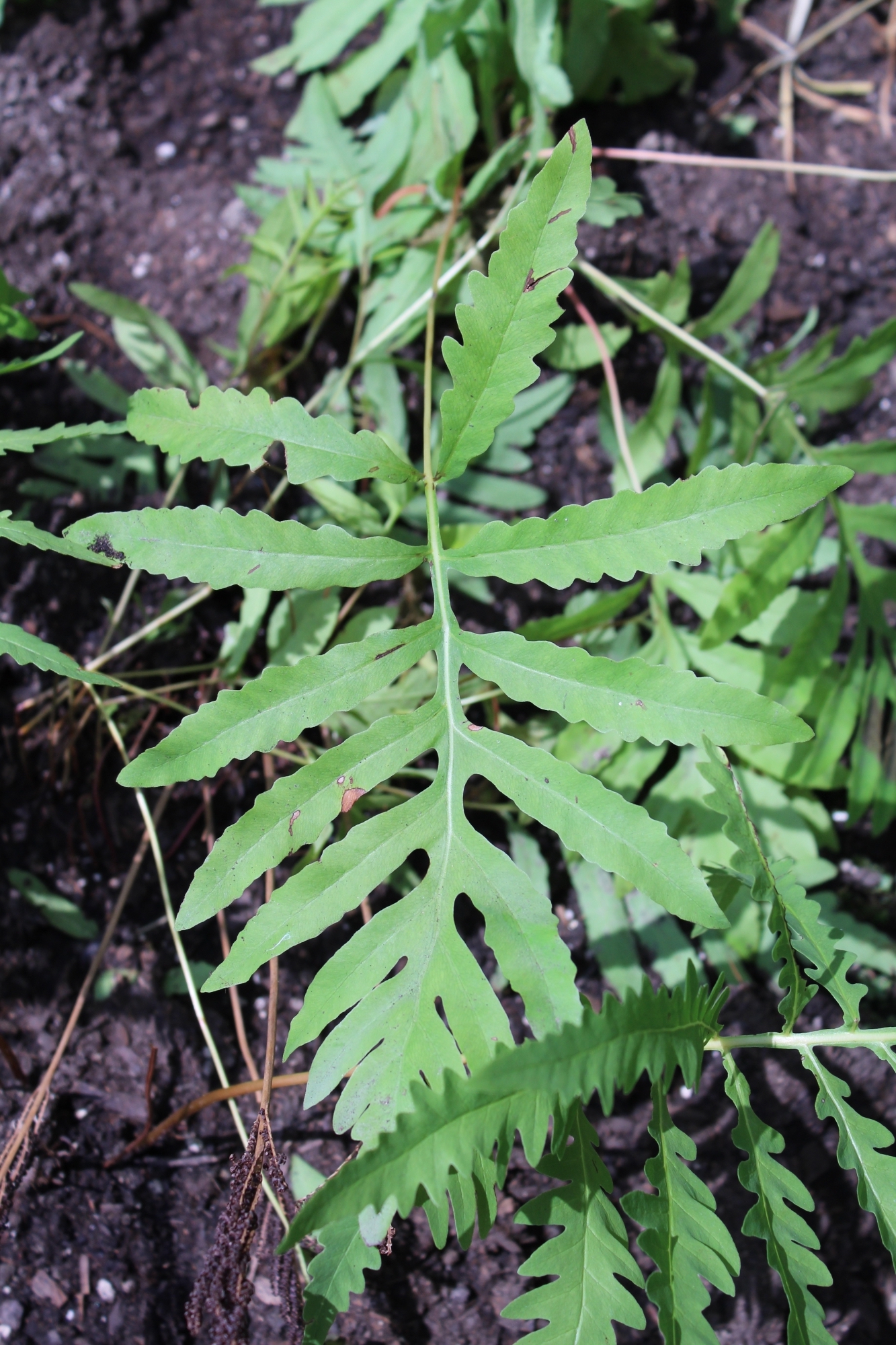 Sensitive fern plant