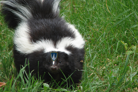 Skunk wearing Lancer shield on face