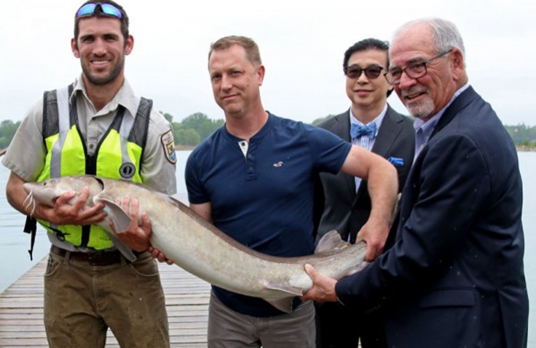 U.S. Fish & Wildlife Service fish biologist Ryan Schmidt, associate professor at the Great Lakes Institute for Environmental Research Dr. Trevor Pitcher, UWindsor VP Research and Innovation Dr. Michael Siu and LaSalle Mayor Ken Antaya display a lake sturgeon at the grand opening of the Freshwater Restoration Ecology Centre